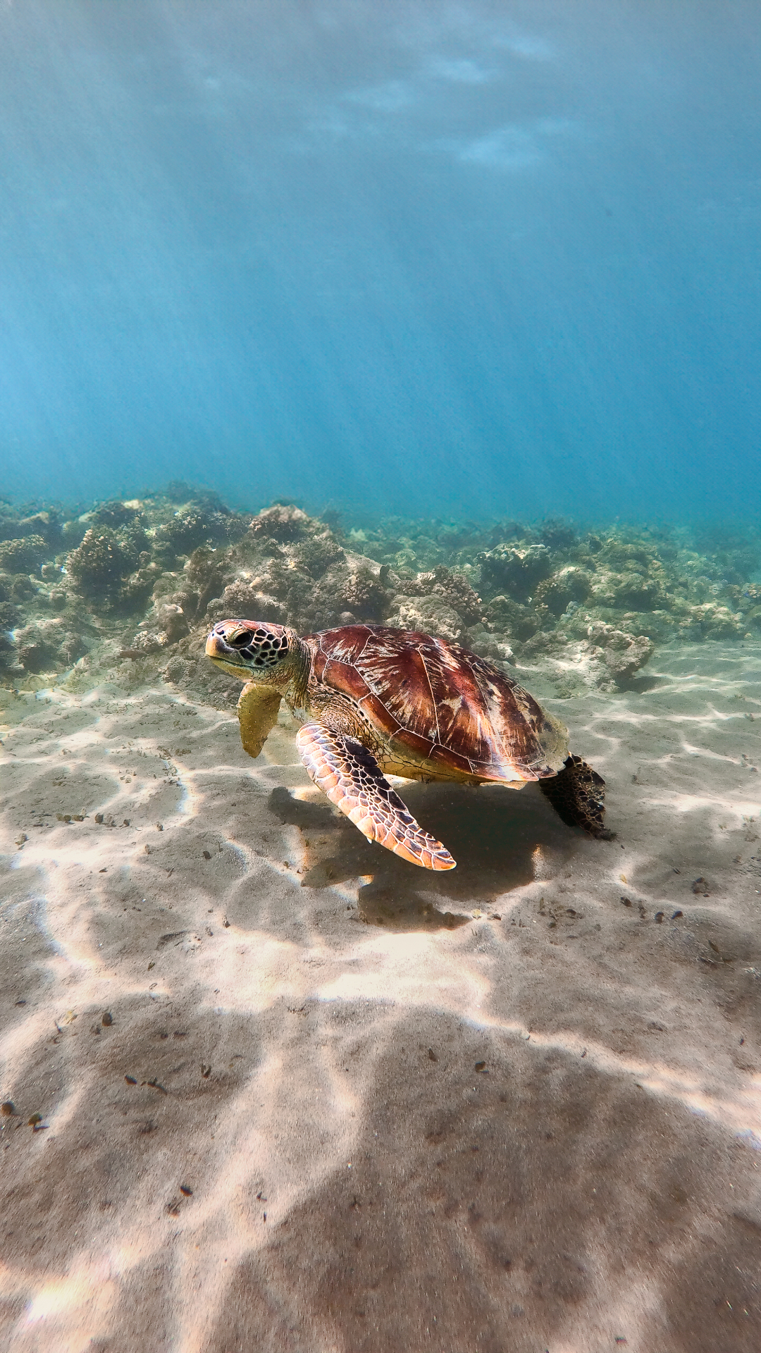 Meeresschildkröte unter Wasser bei den Gili Inseln