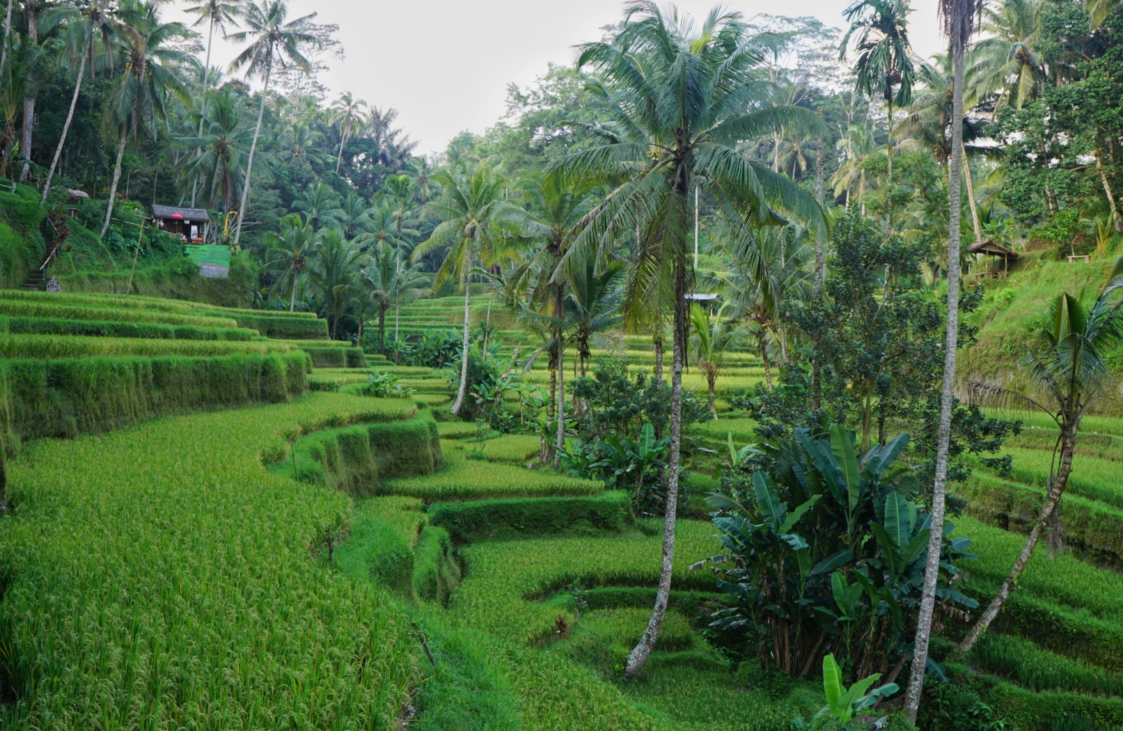 Weite Reisterrassen mit Palmen in Ubud